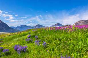 Wildflowers of Waterton-4378.jpg Wildflowers of Waterton-4378.jpg